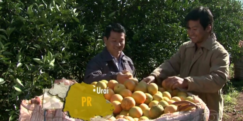 Produtores de laranja começam a colheita no Paraná